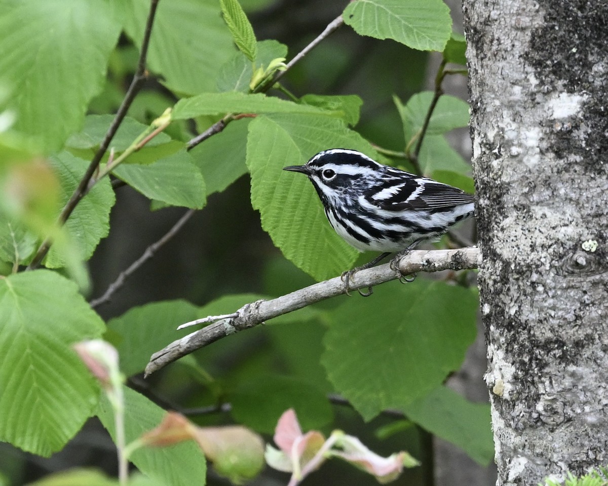 Black-and-white Warbler - ML620216764