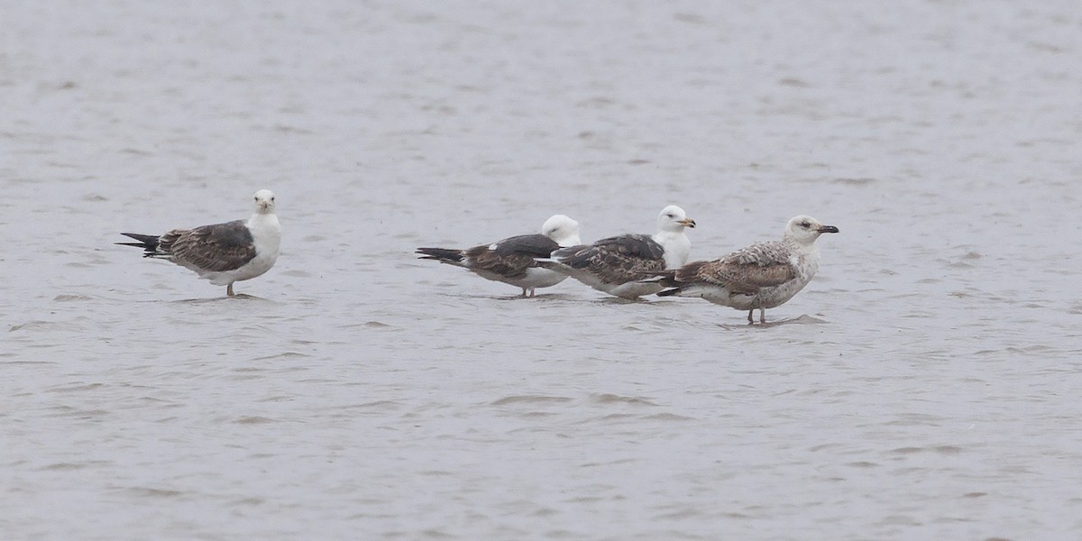 Yellow-legged Gull (michahellis) - ML620216783