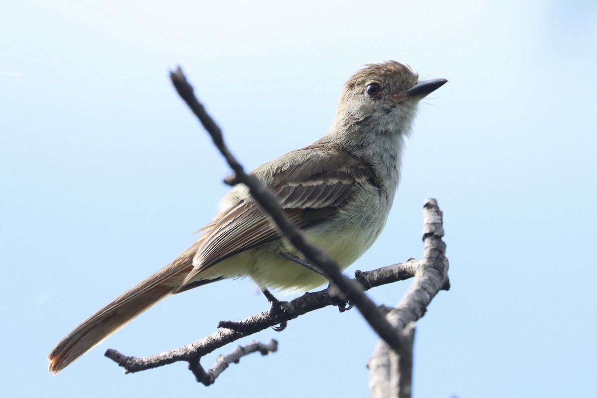 Nutting's Flycatcher - ML620216785