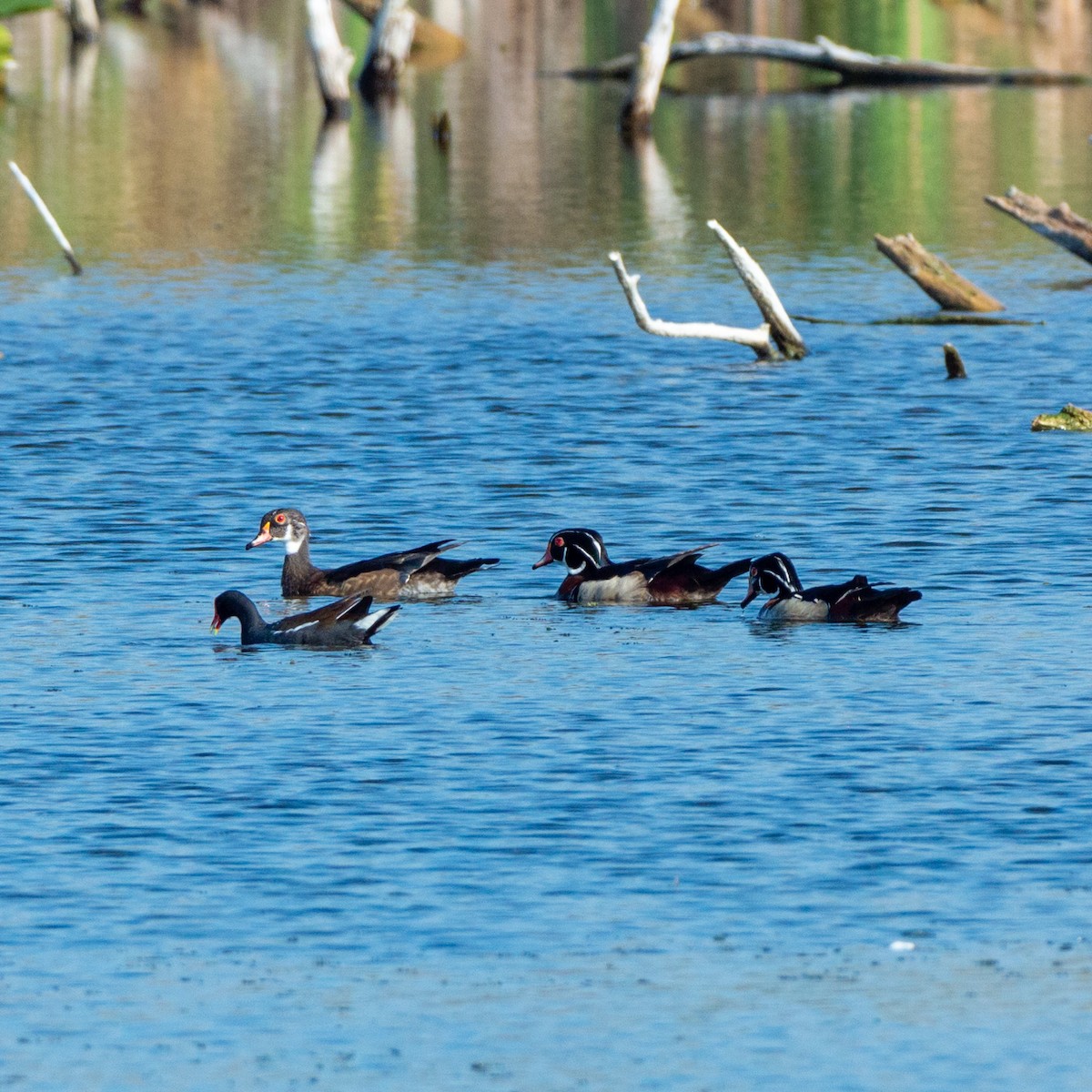 Wood Duck - ML620216789