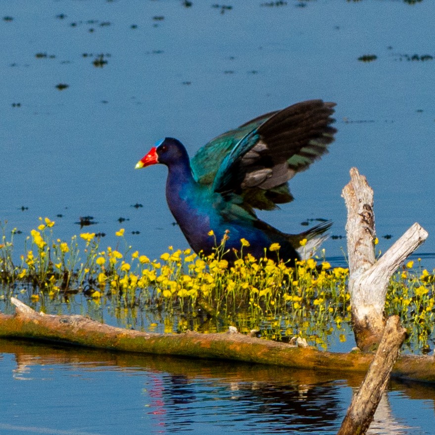 Purple Gallinule - ML620216797