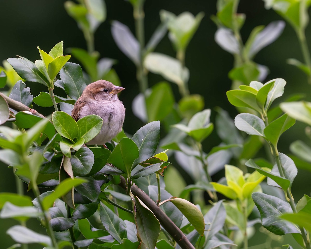 Moineau domestique - ML620216799