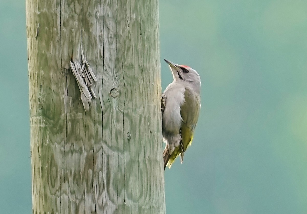 Gray-headed Woodpecker - ML620216803