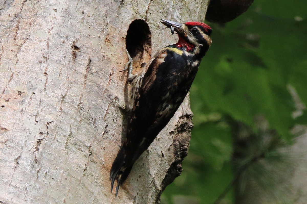 Yellow-bellied Sapsucker - ML620216824