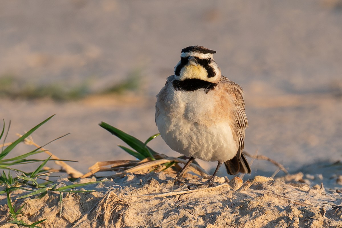 Horned Lark - ML620216847