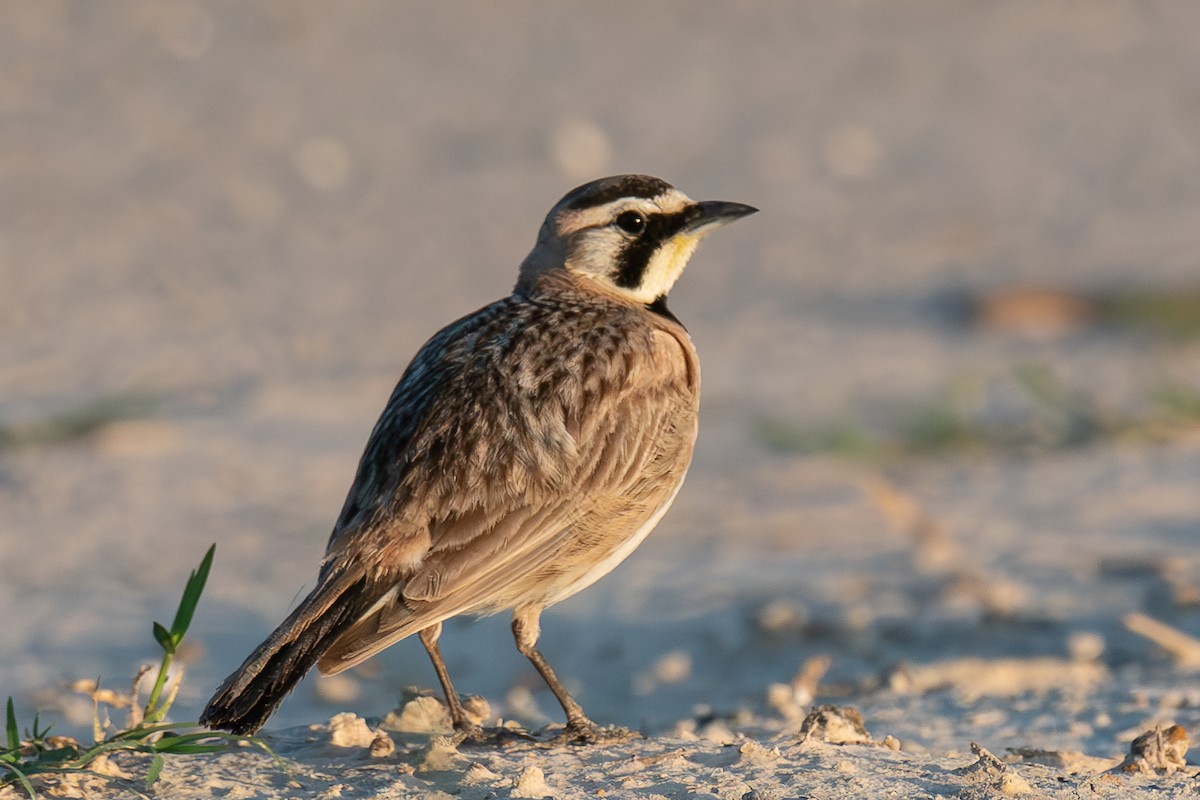 Horned Lark - ML620216848