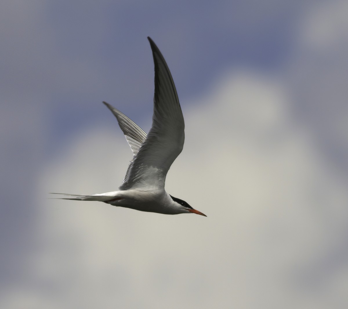 Common Tern - ML620216862