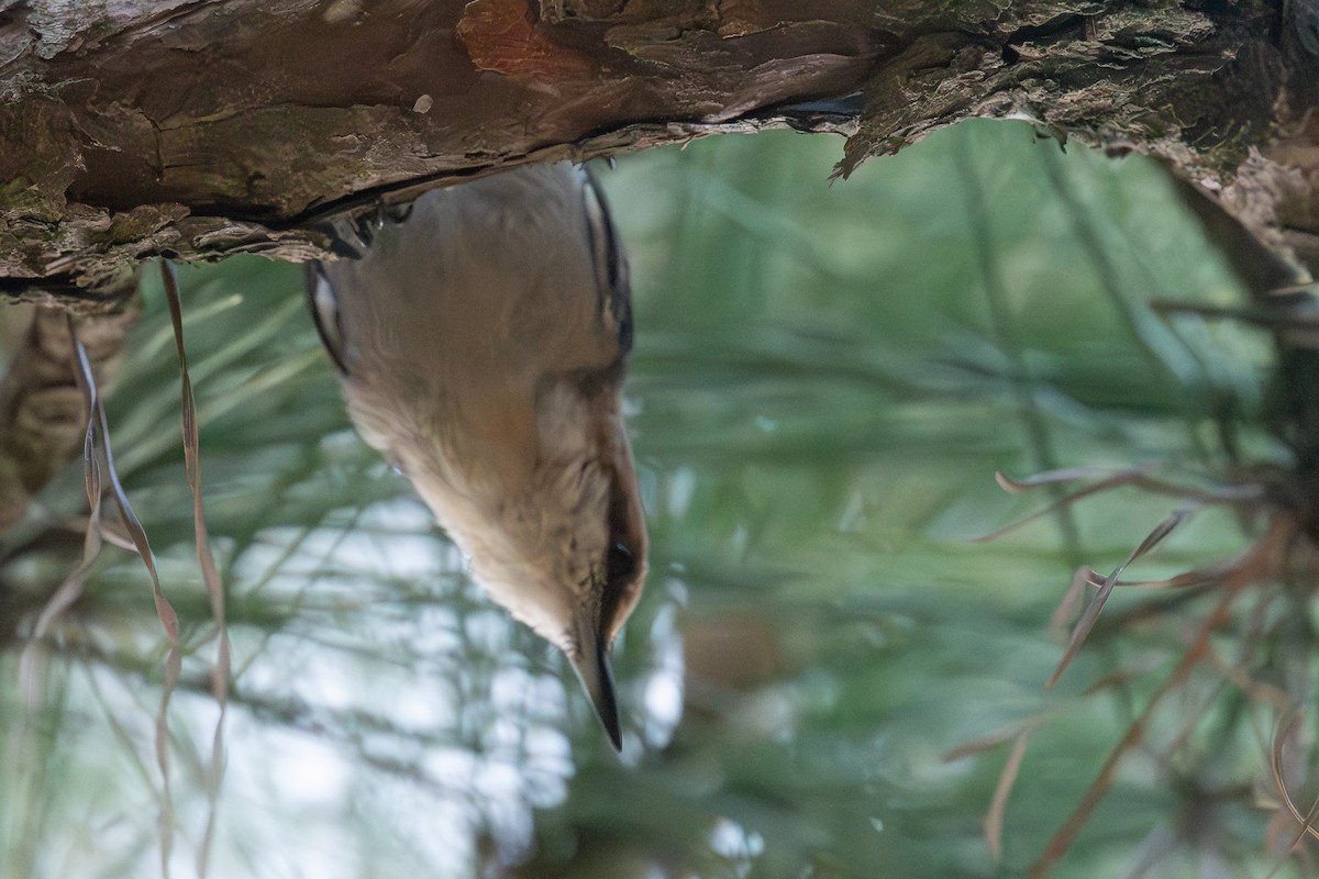 Brown-headed Nuthatch - ML620216867
