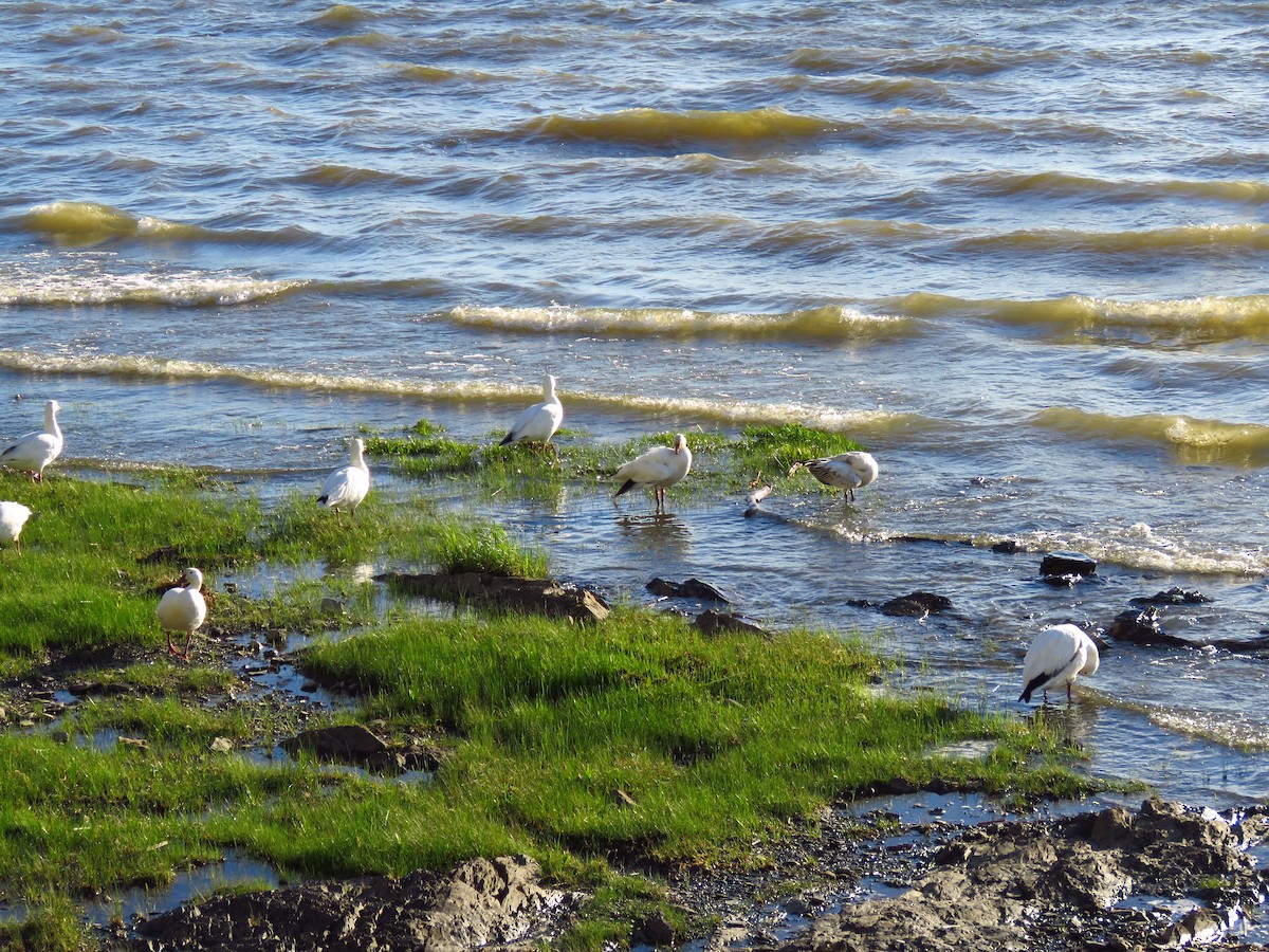 Snow Goose - ML620216877