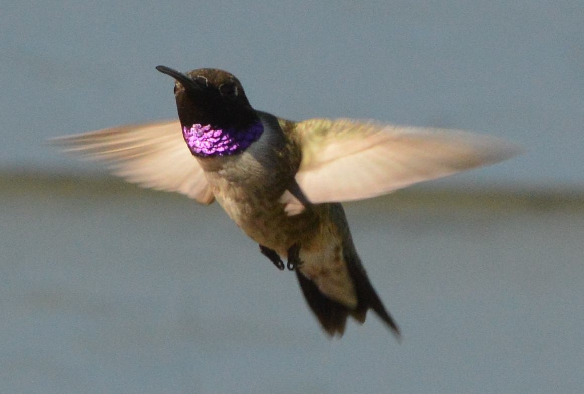 Black-chinned Hummingbird - ML620216889