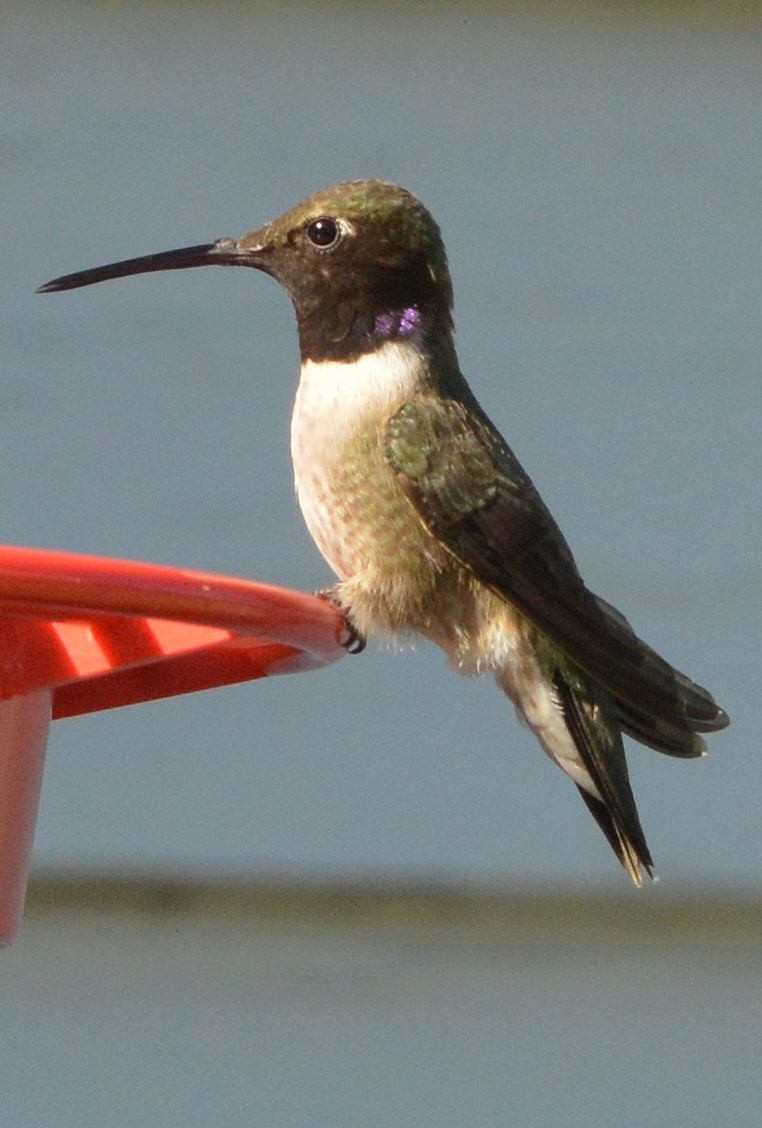 Colibrí Gorjinegro - ML620216890