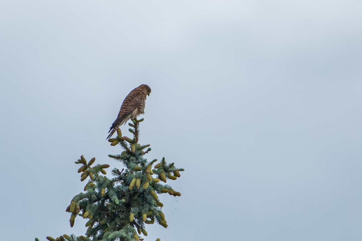 Eurasian Kestrel (Eurasian) - ML620216894