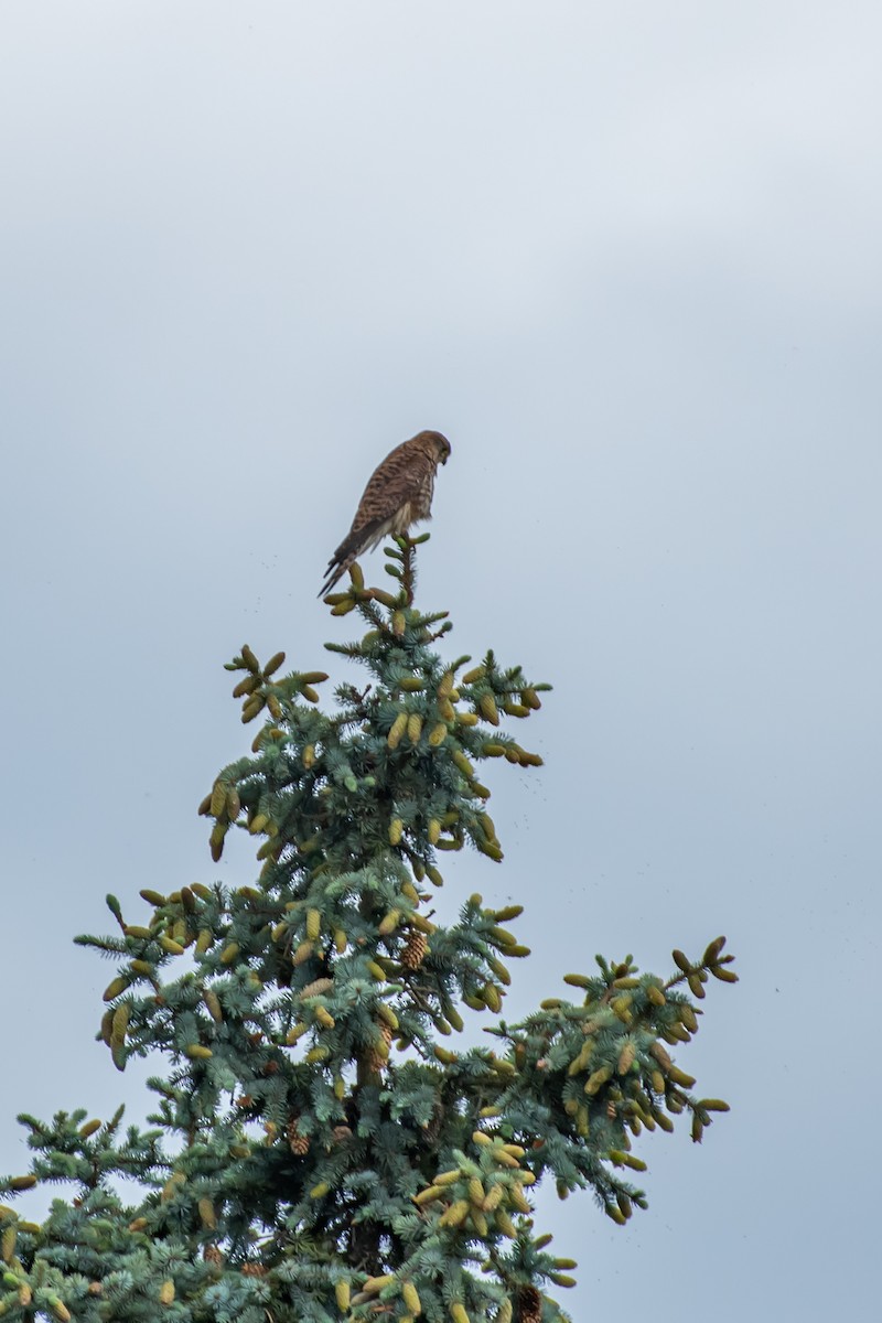 Eurasian Kestrel (Eurasian) - ML620216895