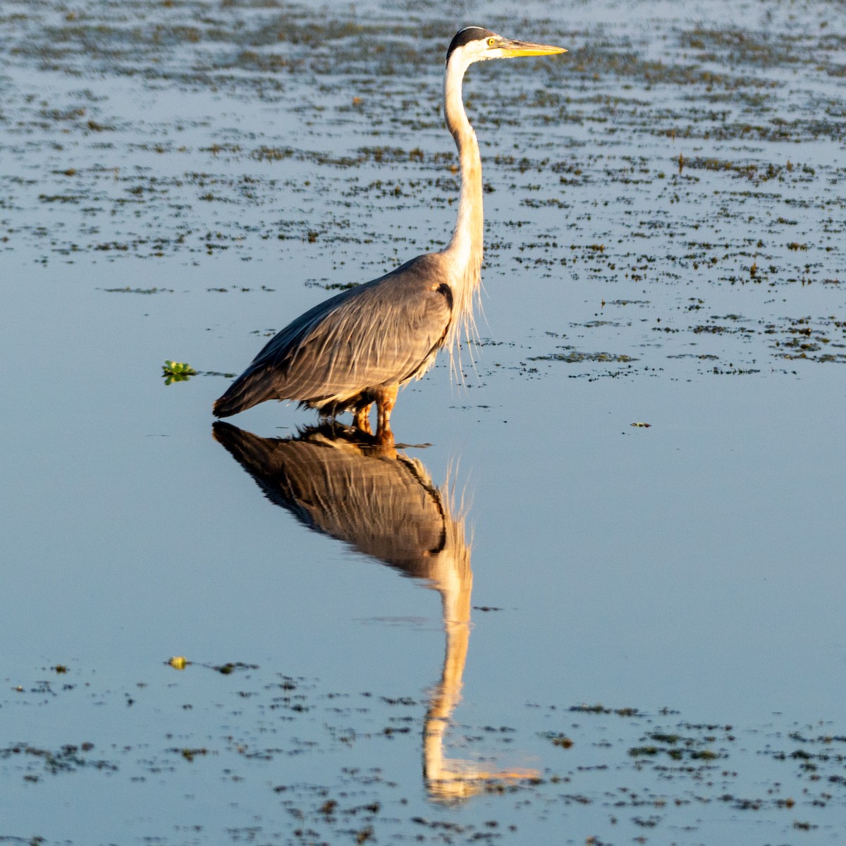 Great Blue Heron (Great Blue) - ML620216896