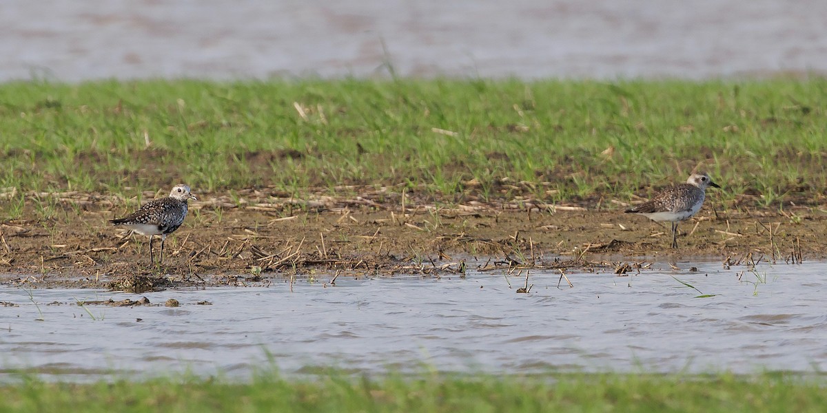 Black-bellied Plover - ML620216898