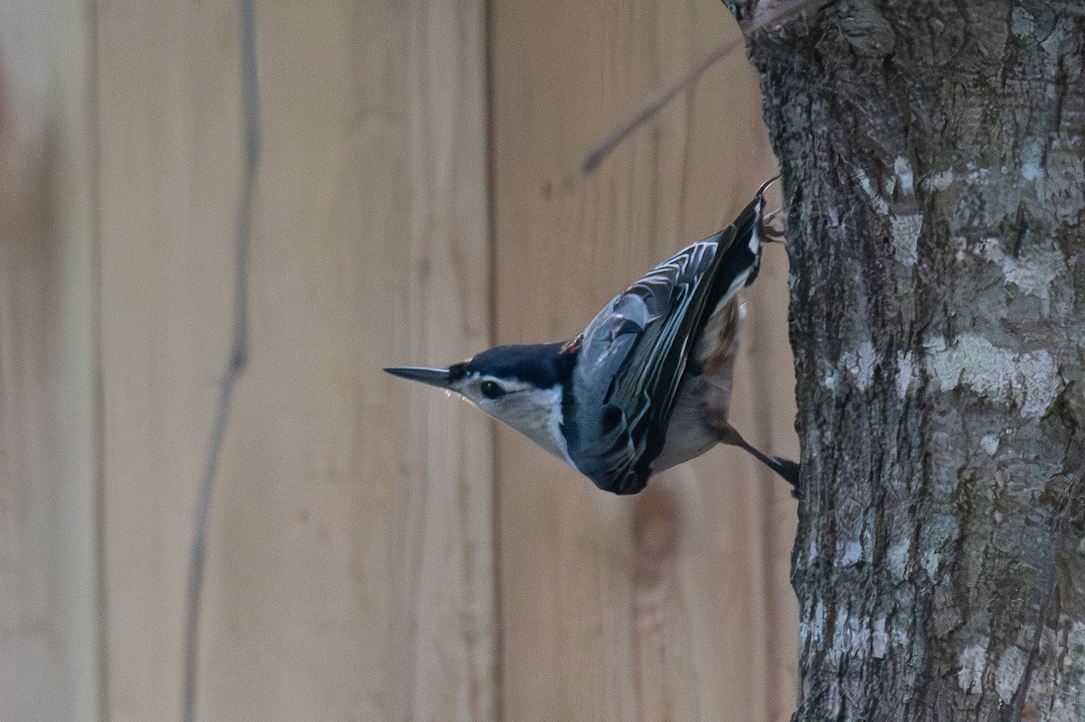 White-breasted Nuthatch - ML620216899