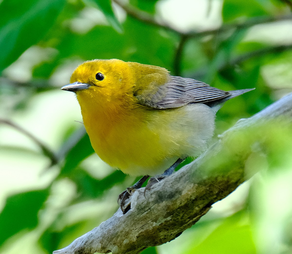 Prothonotary Warbler - ML620216900