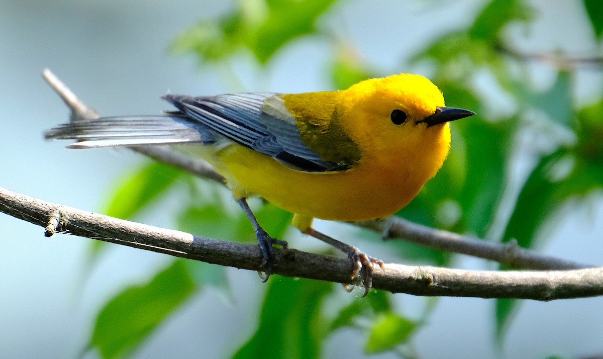 Prothonotary Warbler - ML620216901