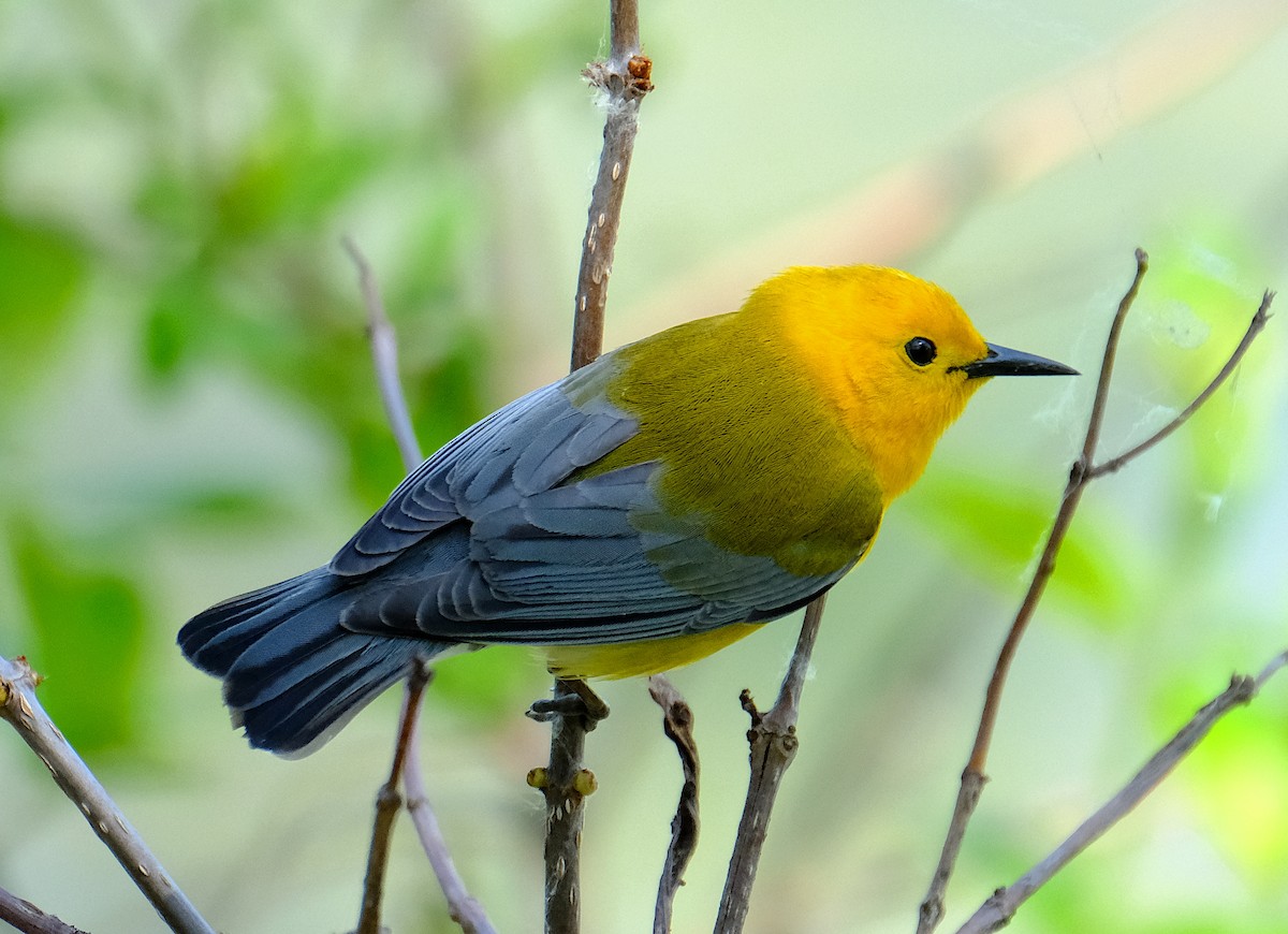 Prothonotary Warbler - ML620216902