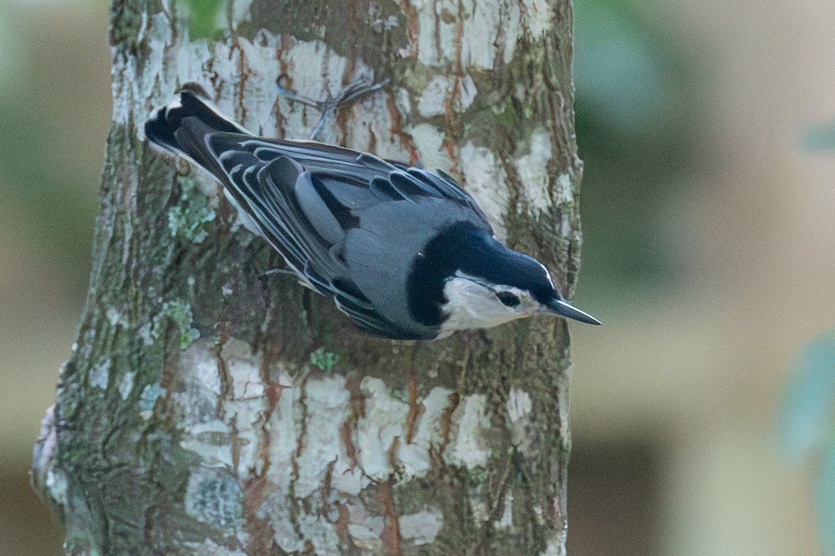 White-breasted Nuthatch - ML620216906