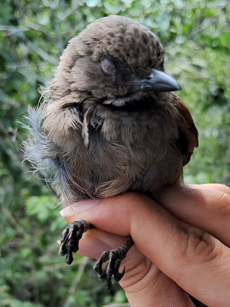 Red-shouldered Spinetail - ML620216914