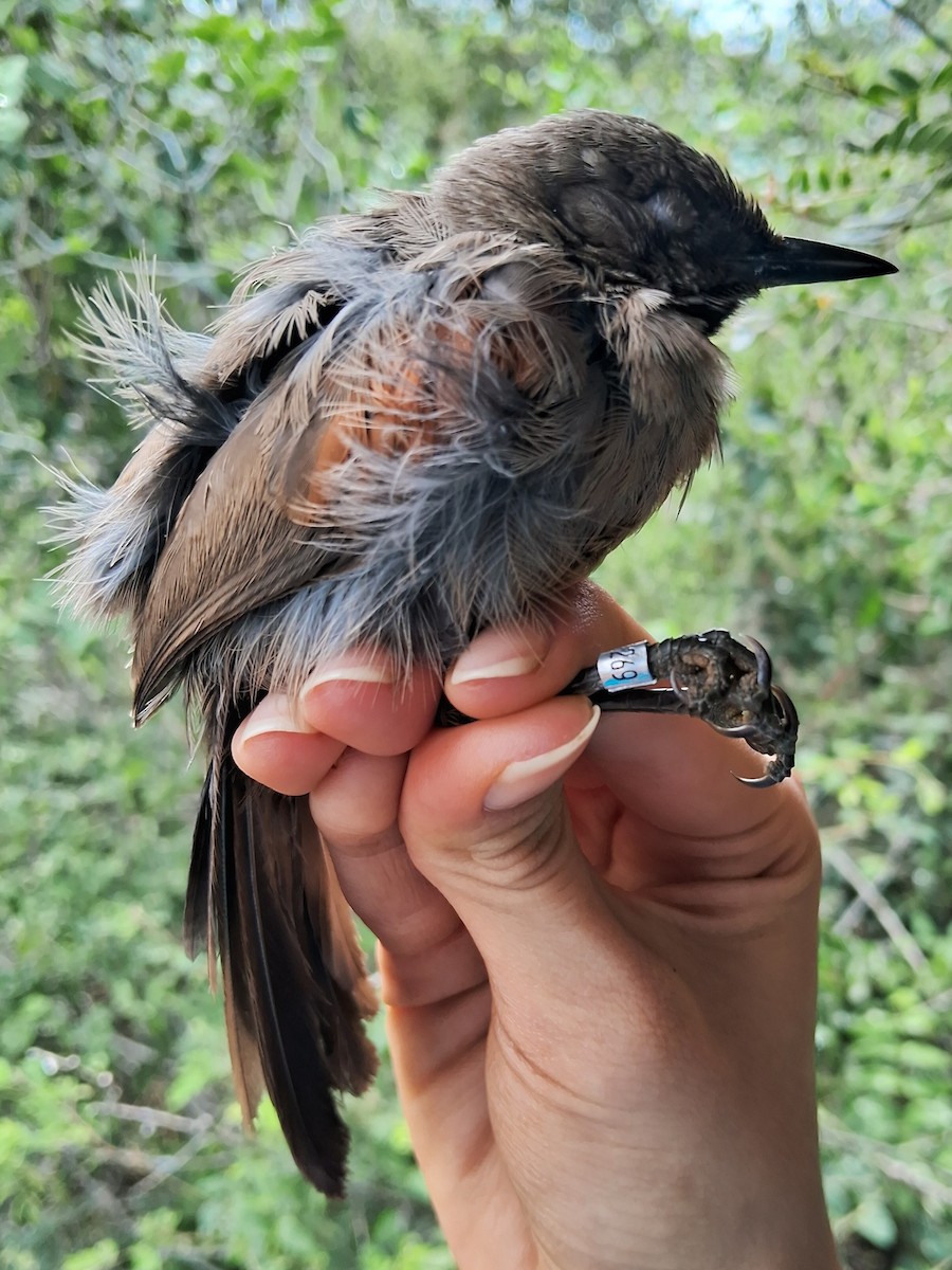 Red-shouldered Spinetail - ML620216915