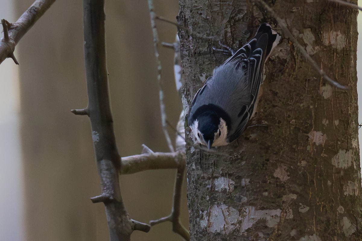White-breasted Nuthatch - ML620216917
