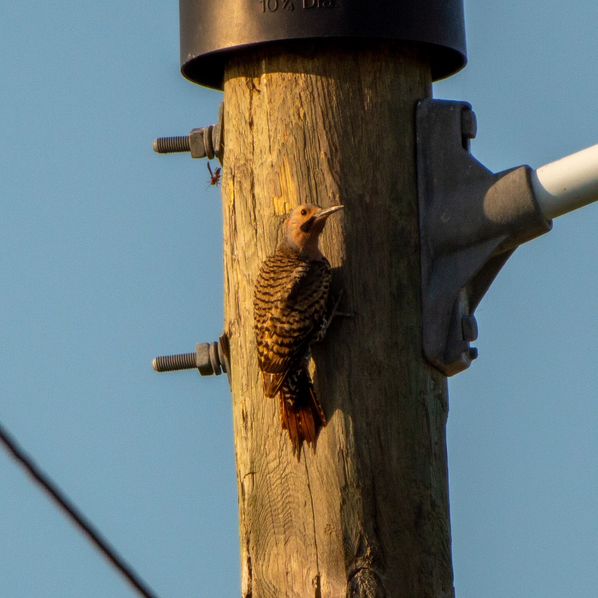 Northern Flicker (Yellow-shafted) - ML620216924