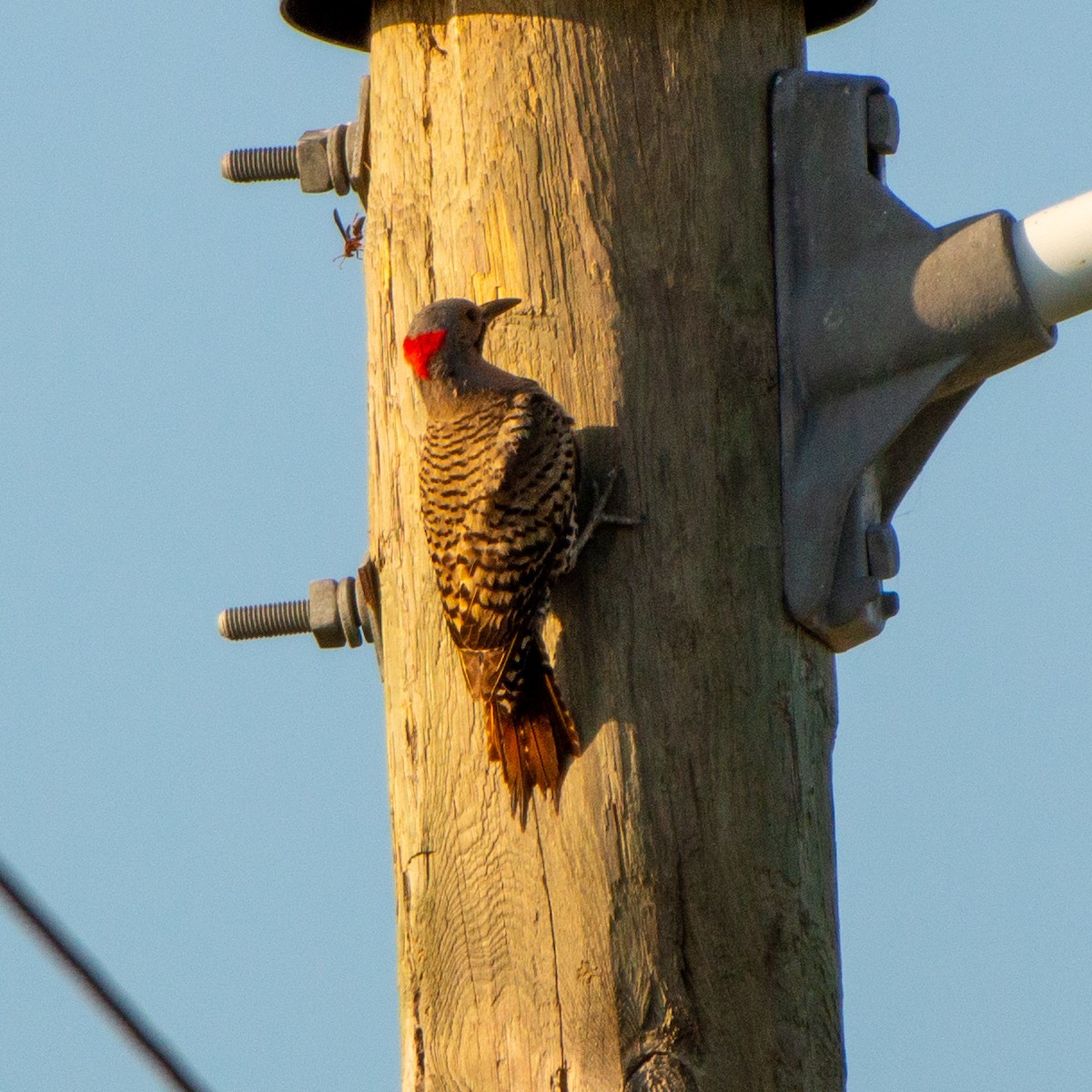 Northern Flicker (Yellow-shafted) - ML620216925