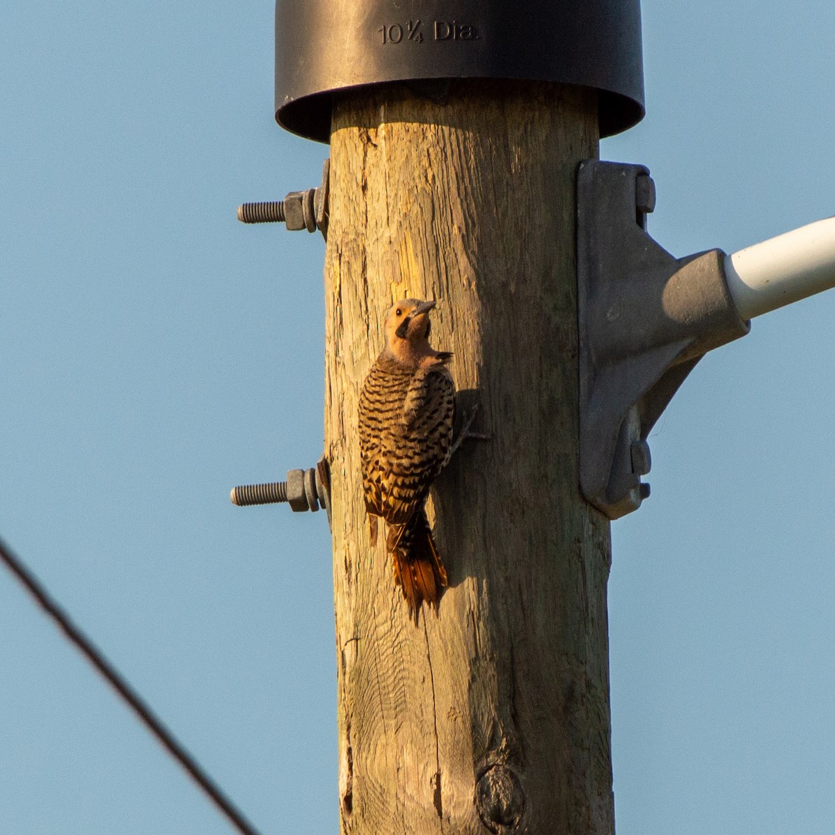 Northern Flicker (Yellow-shafted) - ML620216926
