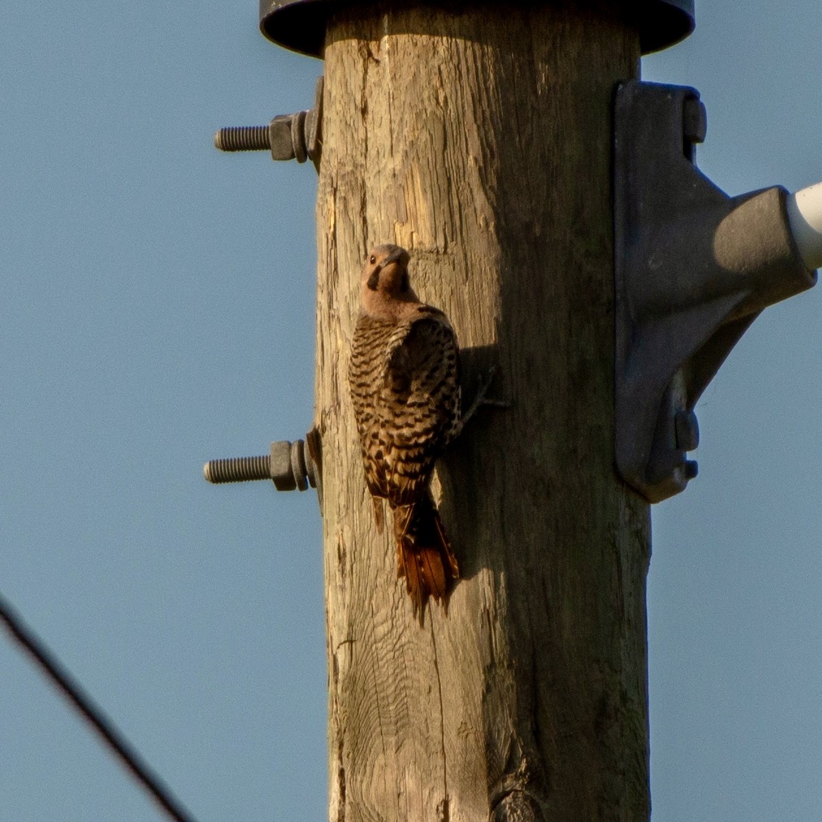 Northern Flicker (Yellow-shafted) - ML620216927