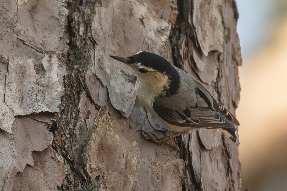 White-breasted Nuthatch - ML620216928