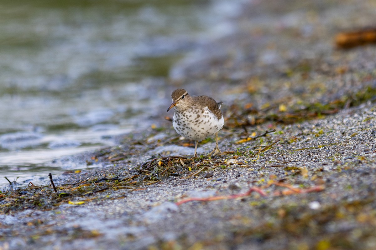 Spotted Sandpiper - ML620216935