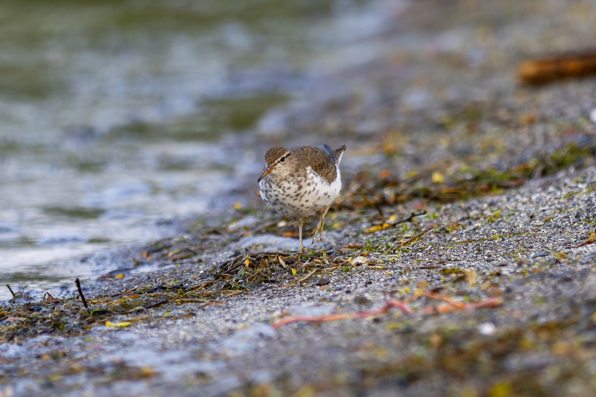 Spotted Sandpiper - ML620216936