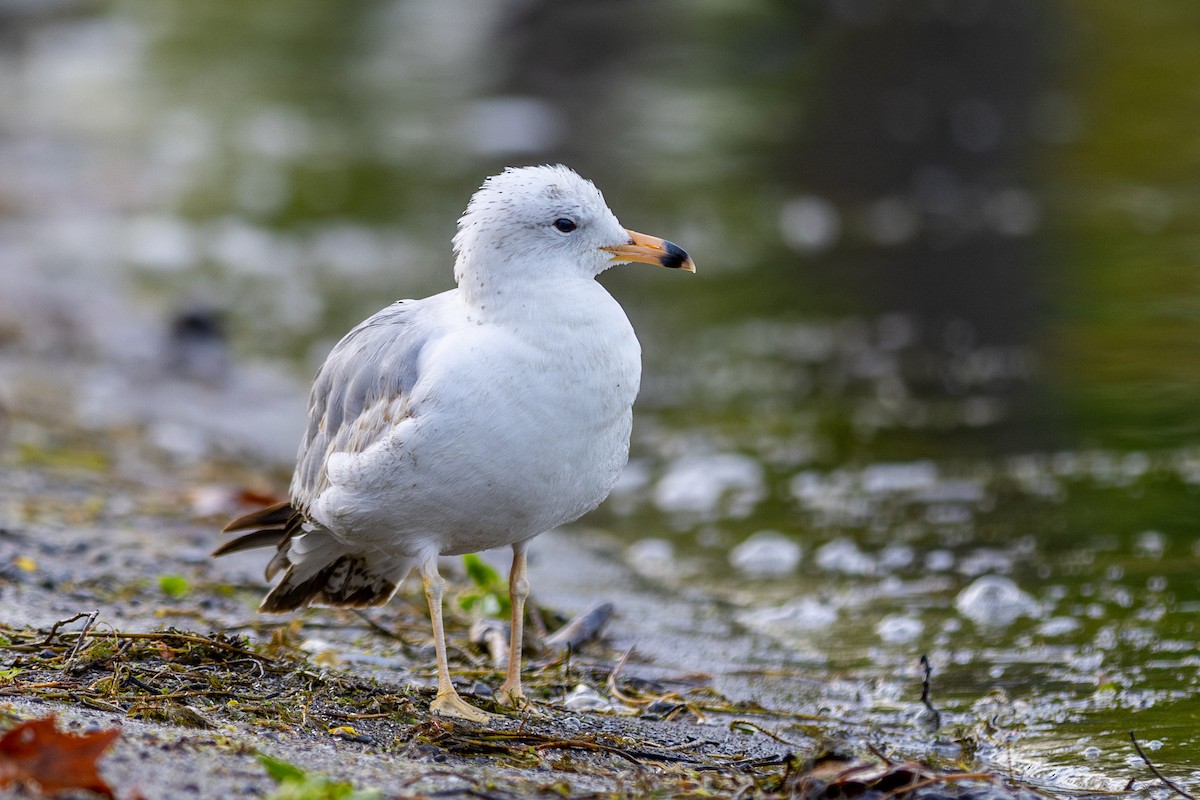 Ring-billed Gull - ML620216941