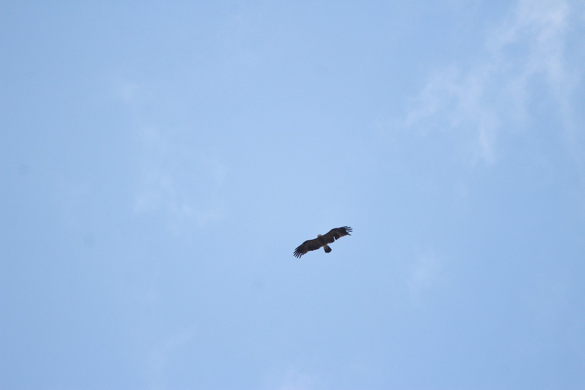 Lesser Spotted Eagle - ML620216950
