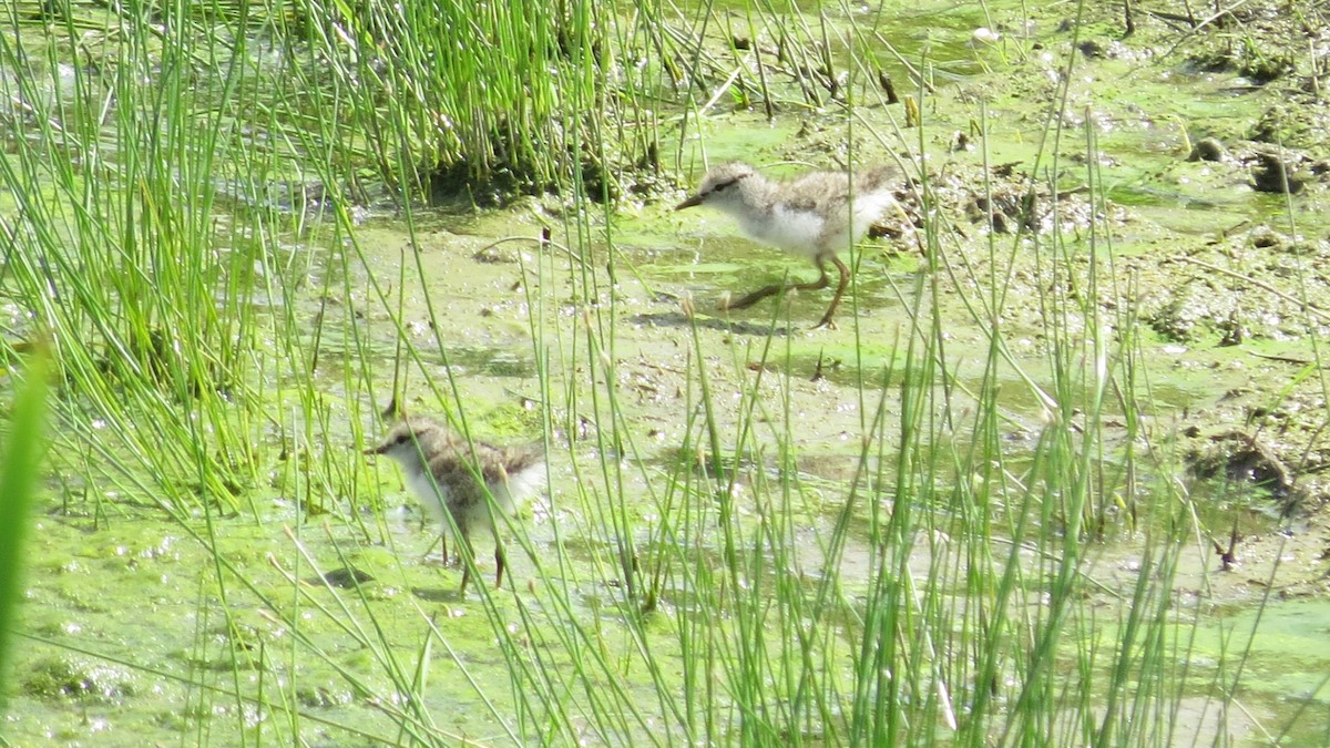 Spotted Sandpiper - ML620216953