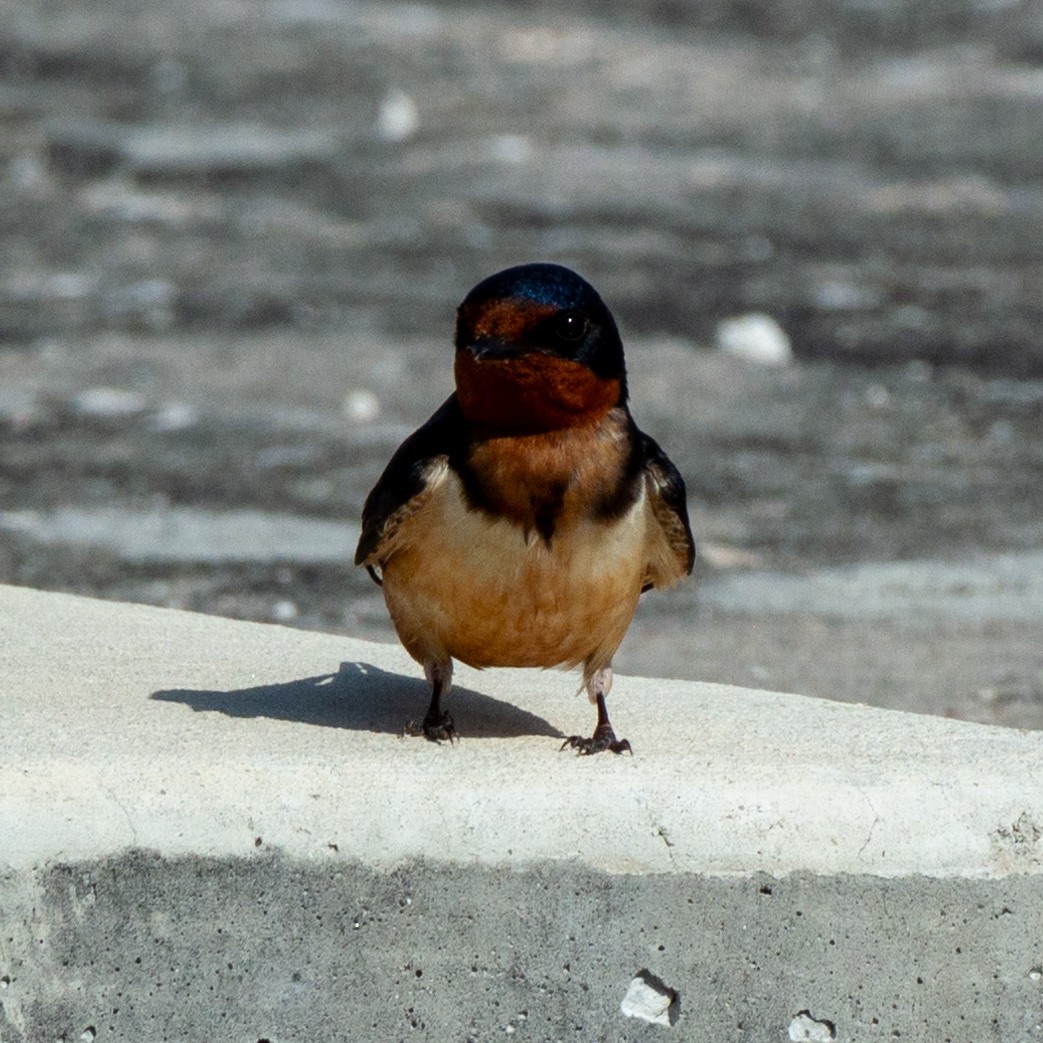 Hirondelle rustique (erythrogaster) - ML620216955