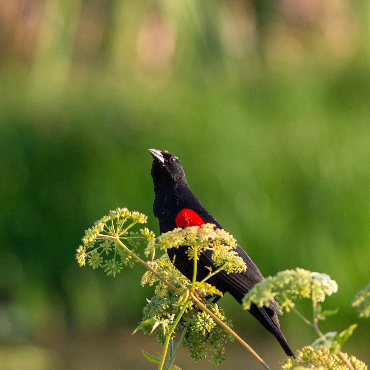 Red-winged Blackbird (Red-winged) - ML620216959