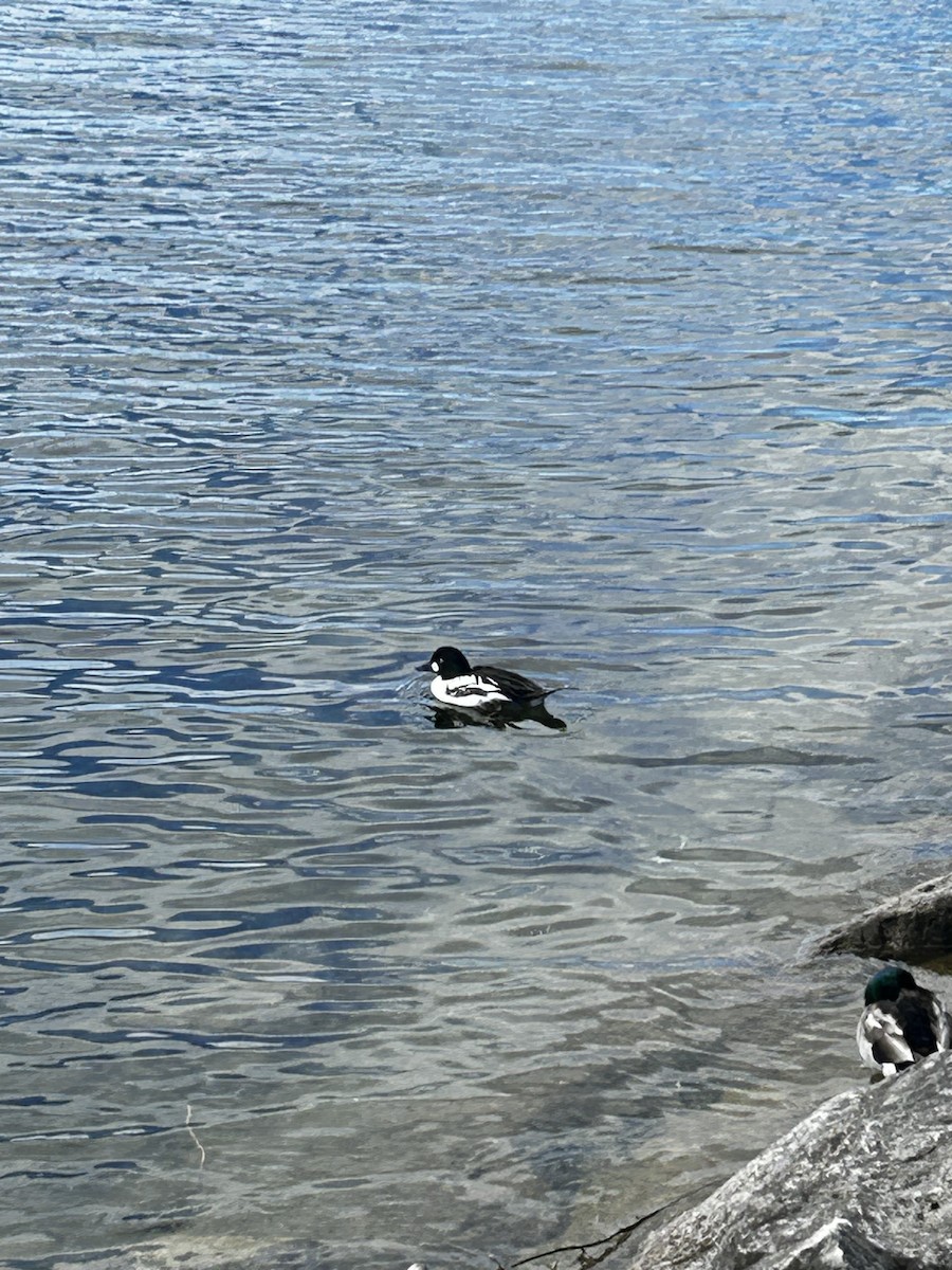 Common Goldeneye - ML620216961