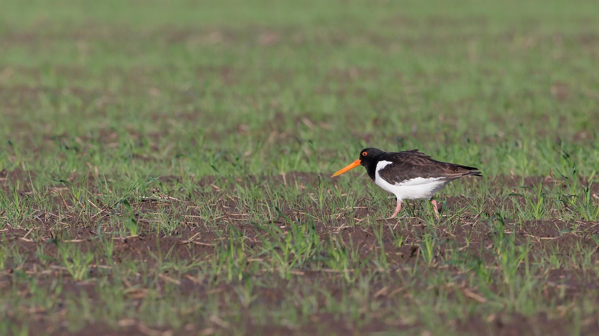 Eurasian Oystercatcher - ML620216963