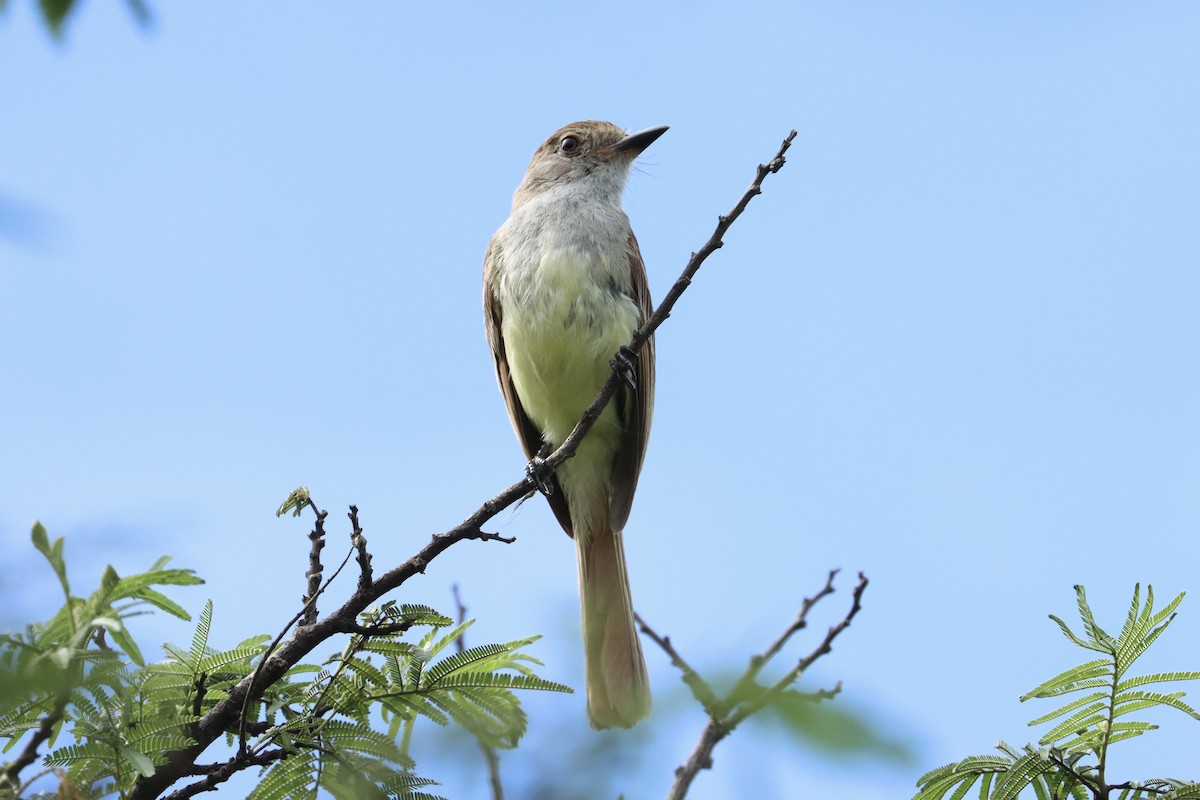 Nutting's Flycatcher - ML620216965