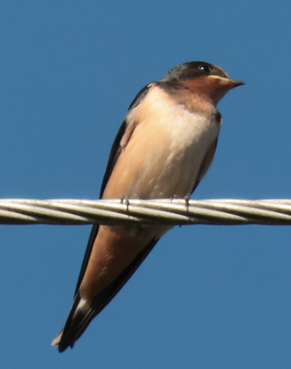 Barn Swallow - ML620216966