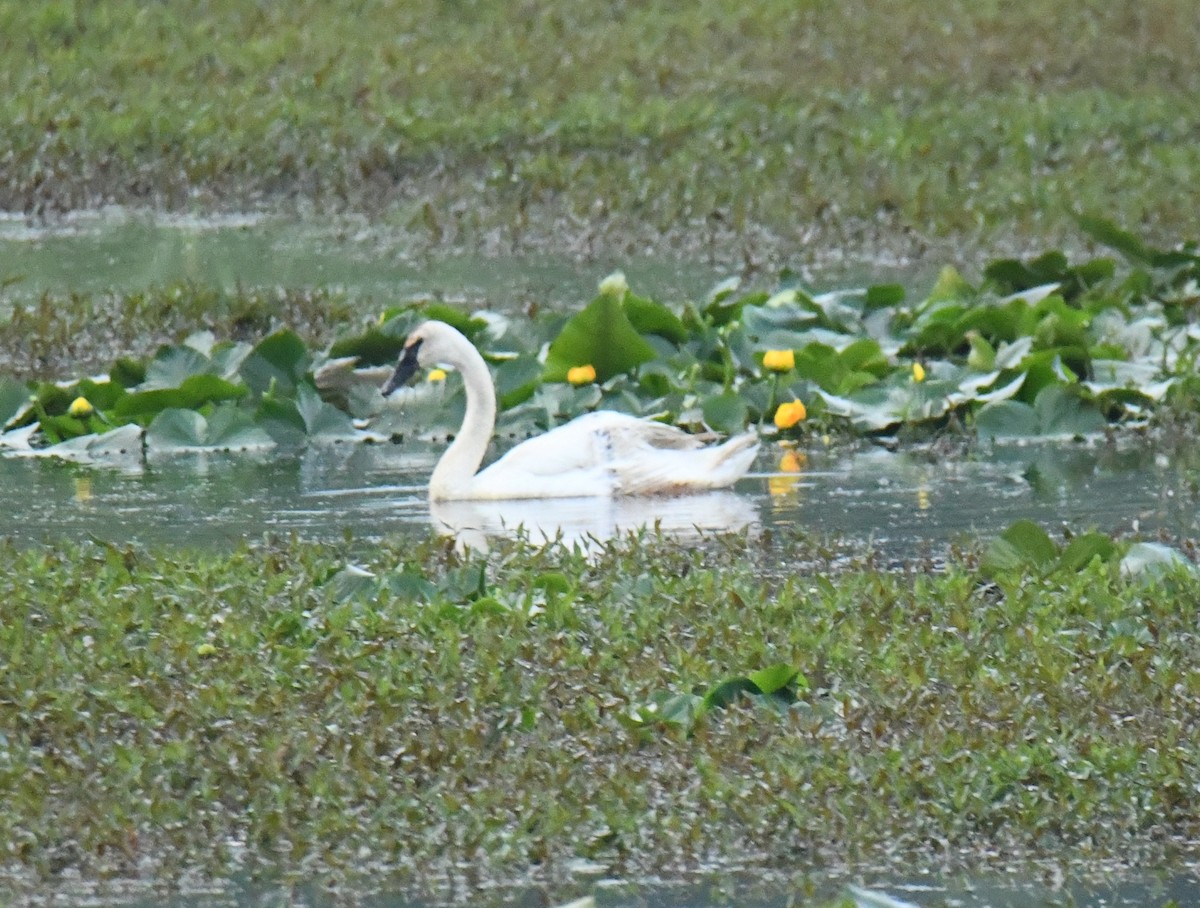 Trumpeter Swan - Mark Walton