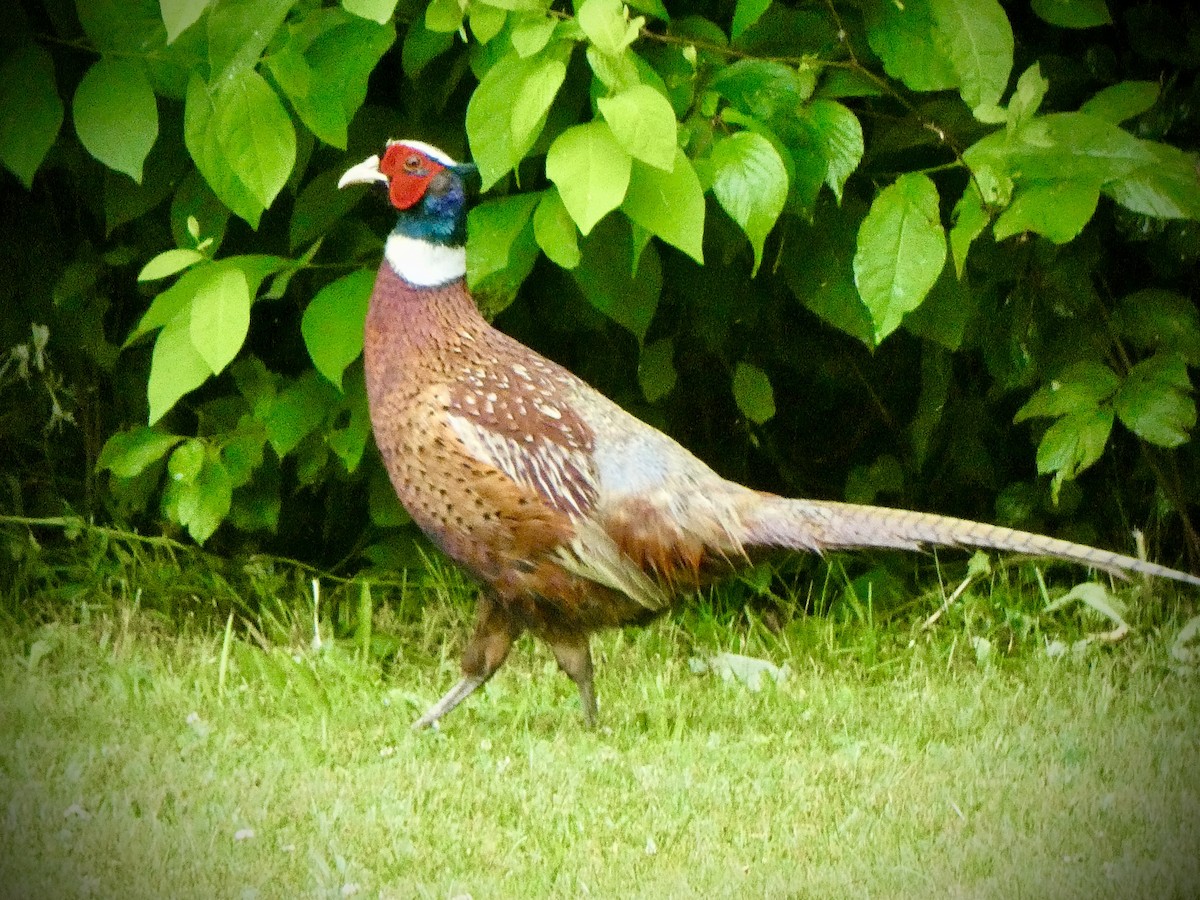 Ring-necked Pheasant - ML620216981