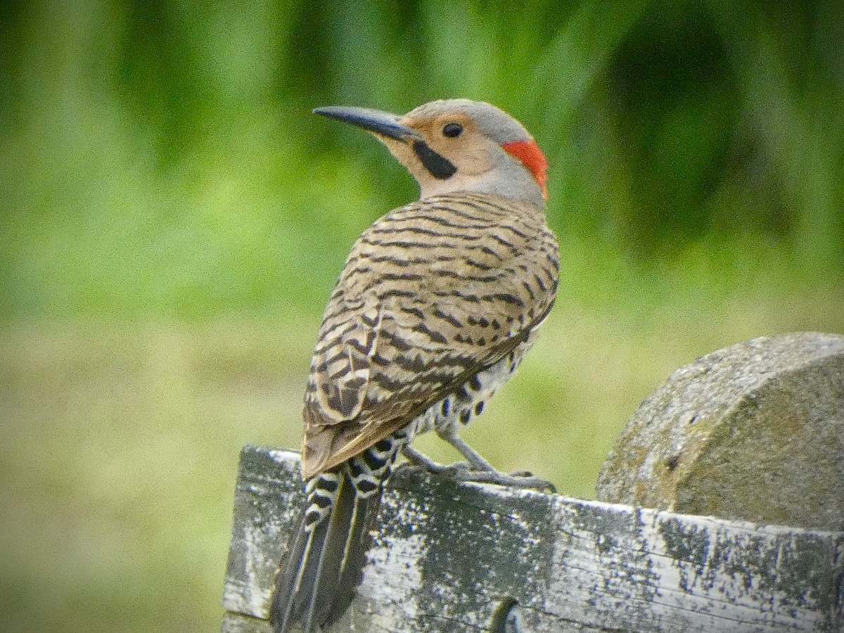 Northern Flicker - ML620216995