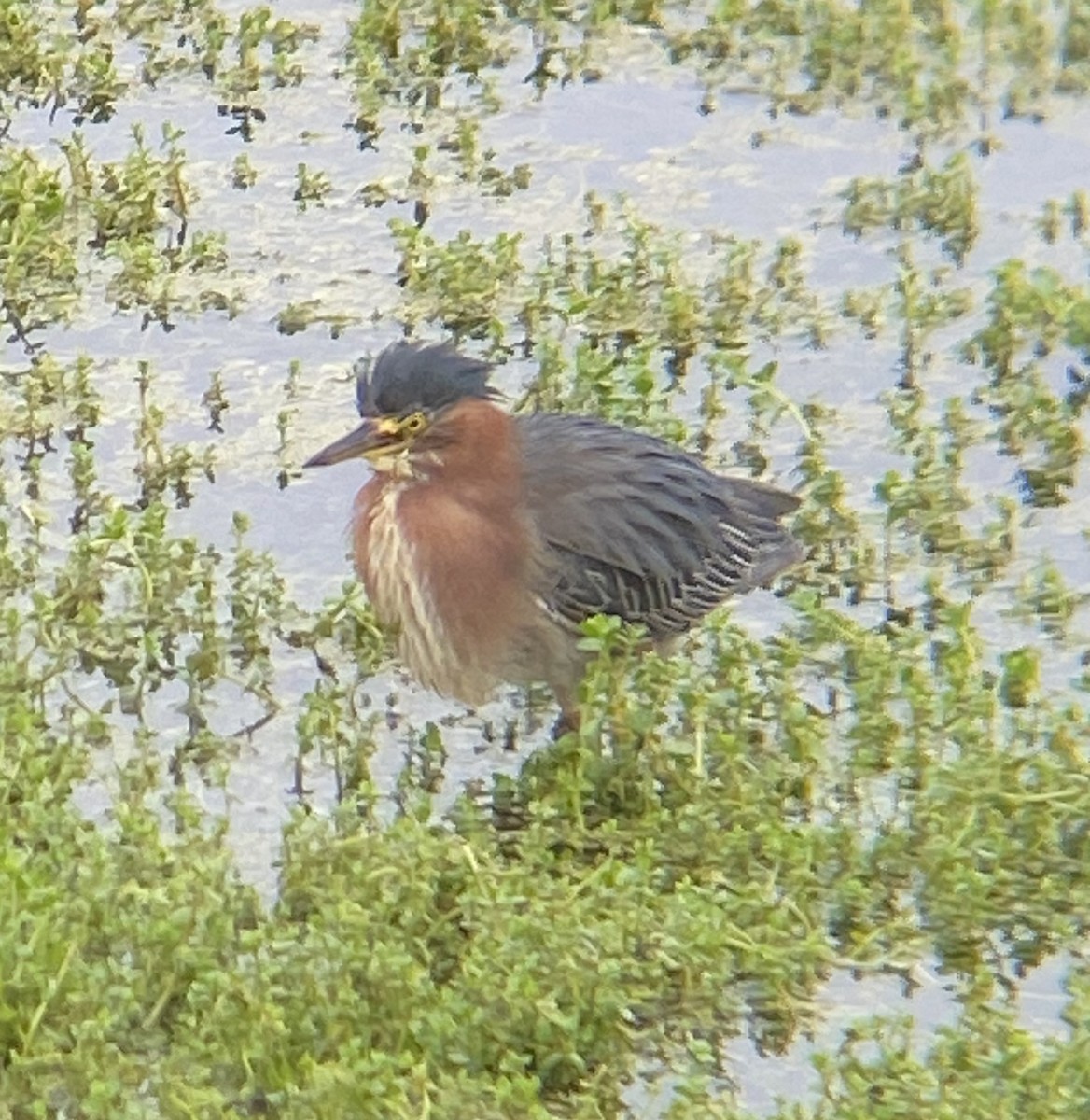 Green Heron - ML620217018