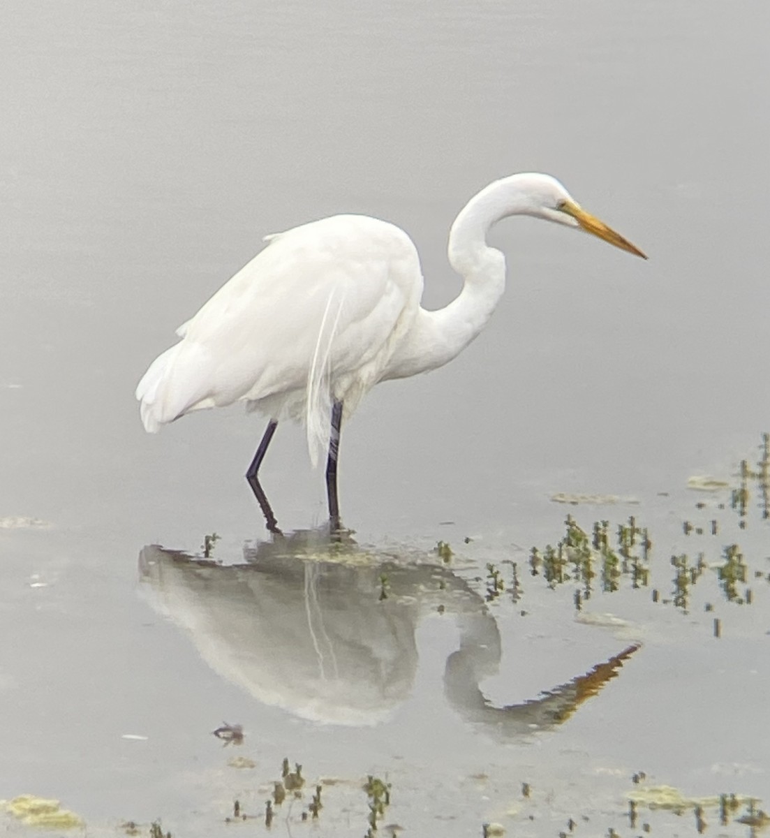 Great Egret - ML620217020