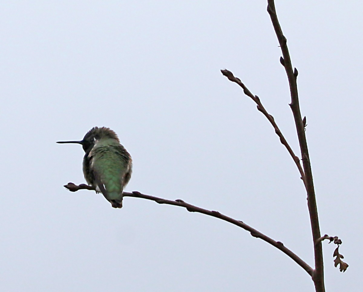 Anna's Hummingbird - ML620217025
