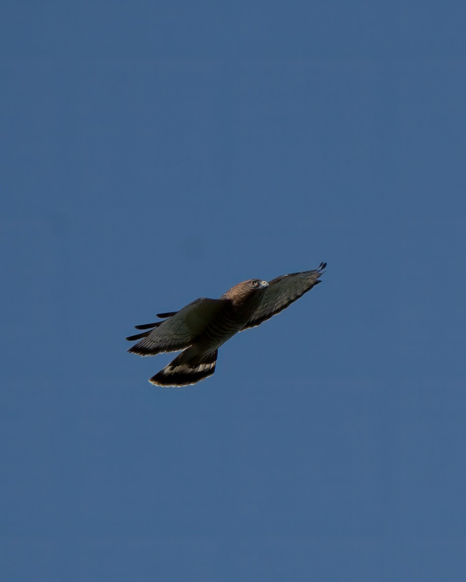 Broad-winged Hawk - ML620217027